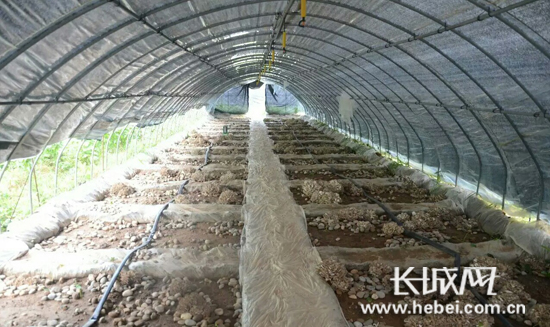 河北灵寿县陈庄镇发展栗蘑产业走出致富路 开出幸福花