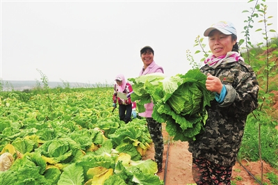 宁夏固原:村民户户当股东 沉睡荒地变宝地