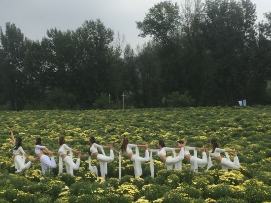 北京延庆四海高山胎菊开采 将带动农民增收
