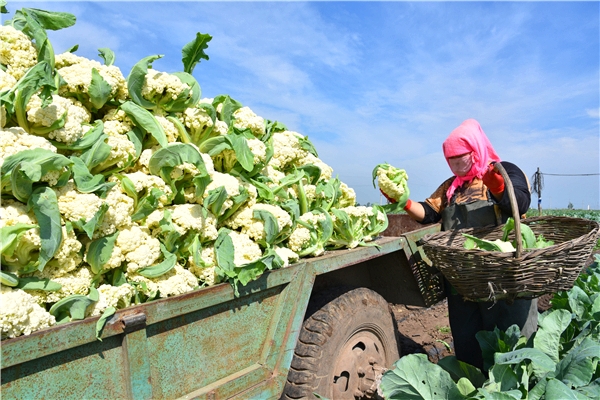 河北沽源:蔬菜种植产业健康发展