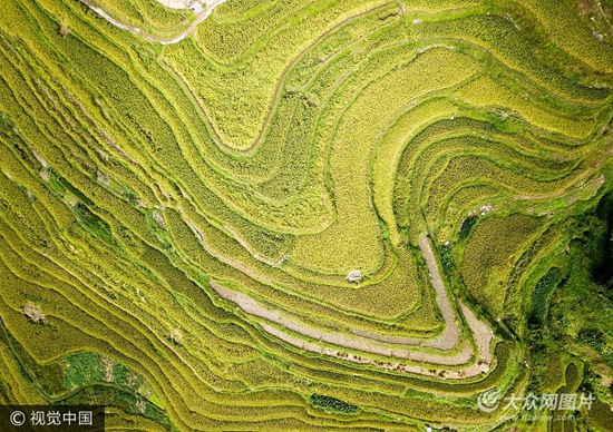 贵州从江:航拍加榜梯田 稻谷成熟美不胜收