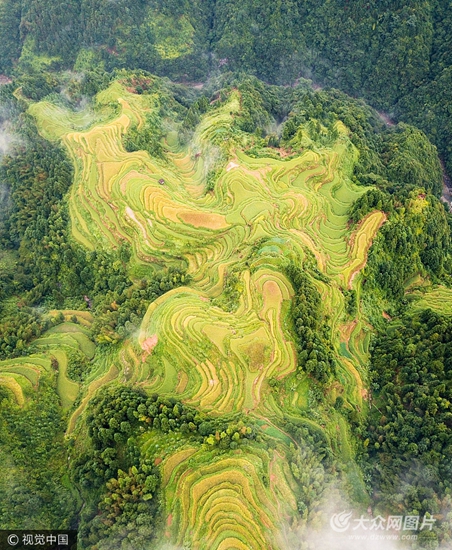 贵州从江:航拍加榜梯田 稻谷成熟美不胜收