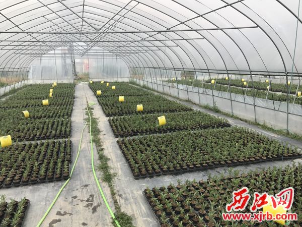 㶫׼ɫֲ ̽ȶƶ· ɳĮõ忪¸