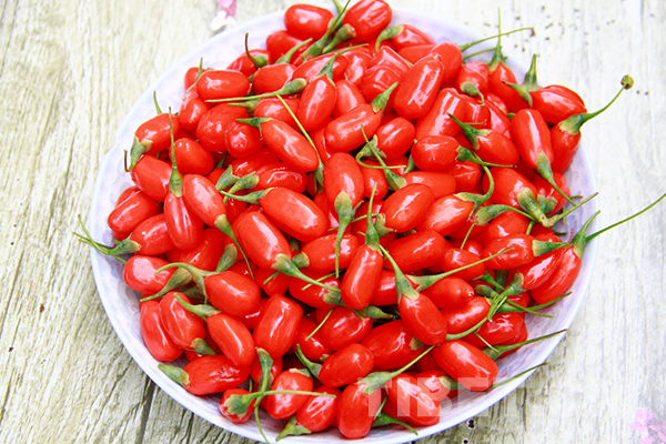 经济+生态 青海枸杞防沙又创富 畅销欧洲市场