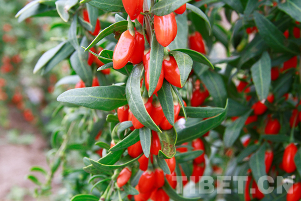 经济+生态 青海枸杞防沙又创富 畅销欧洲市场