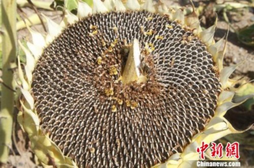 ½ŵʮʦһŸߺų4000Ķʳϲ