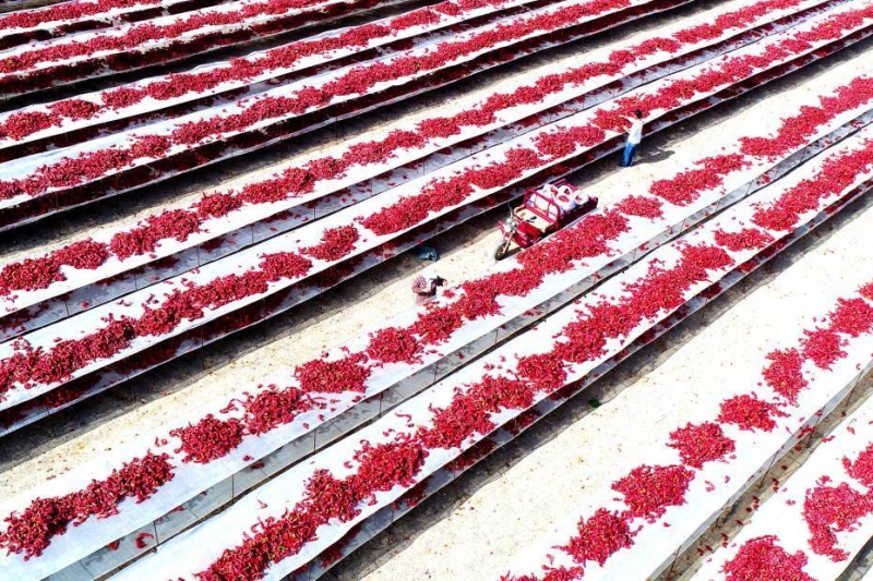 新疆兵团:13万亩扶贫辣椒秋采晾晒 出口增收忙