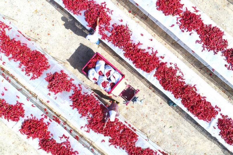 新疆兵团:13万亩扶贫辣椒秋采晾晒 出口增收忙