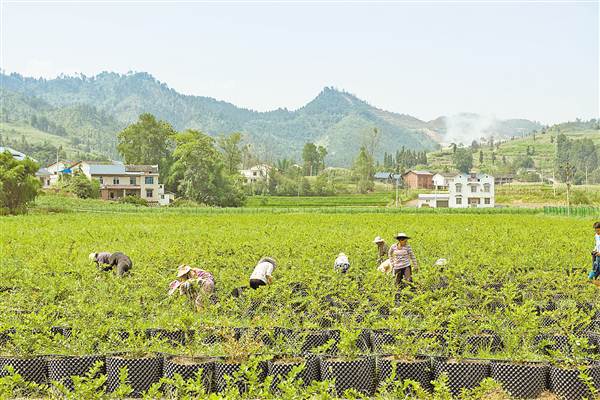 죺ӿũںͻɫ ϴΣƣ