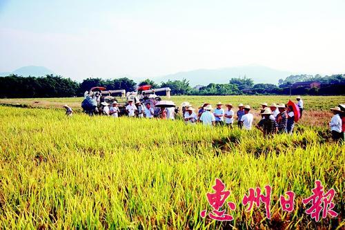 广东博罗县:中稻丰收亩产700斤