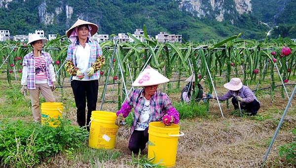 广西田阳:种植火龙果助脱贫