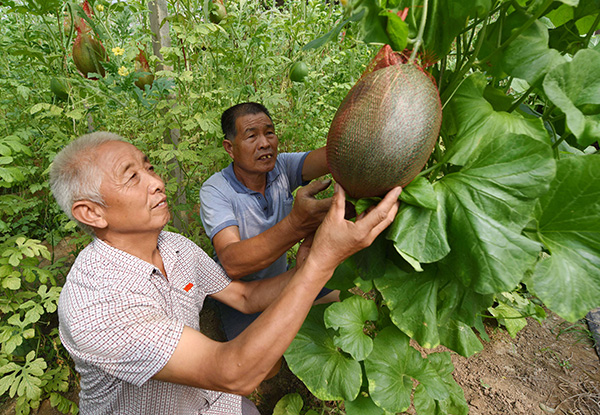 河北省南和县:党建扶贫“两手抓” 架起脱贫致富路