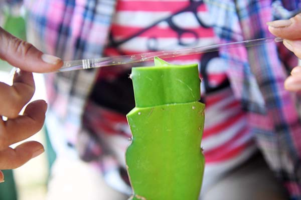 广西田阳:种植火龙果助脱贫