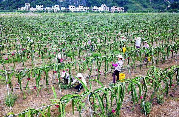 广西田阳:种植火龙果助脱贫