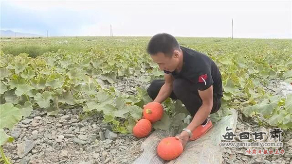 甘肃景泰县永泰村:旱砂地长出了“金蛋蛋”