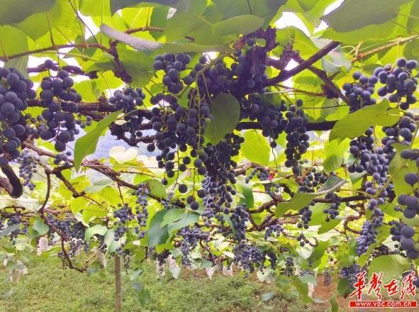 湖南中方县刺葡萄串起致富“珍珠链”