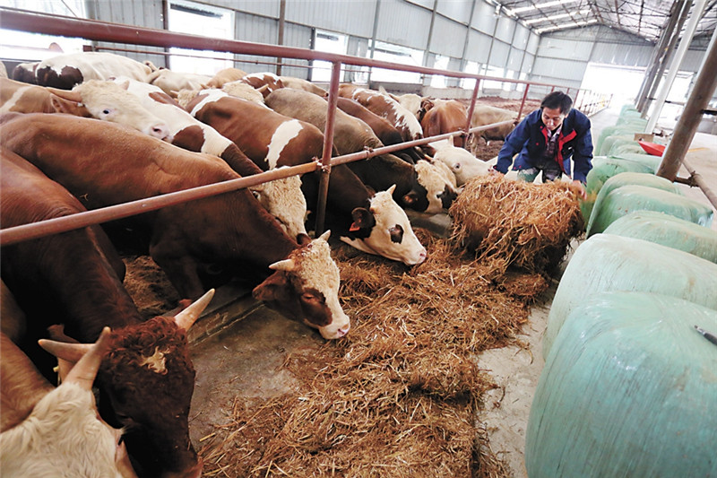 河南固始:产业为基 铺就脱贫致富路