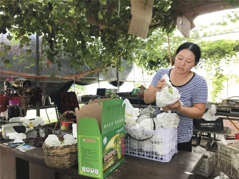 河南固始:产业为基 铺就脱贫致富路