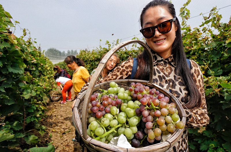 “京南吐鲁番”的葡萄熟了
