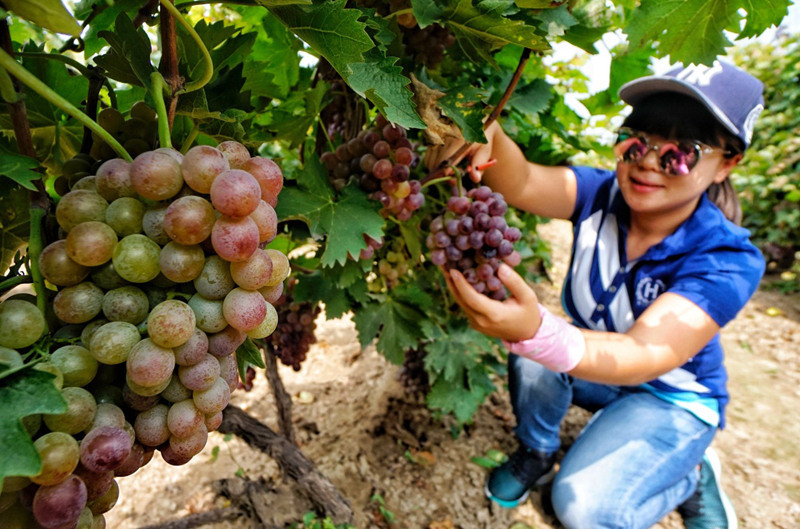 “京南吐鲁番”的葡萄熟了