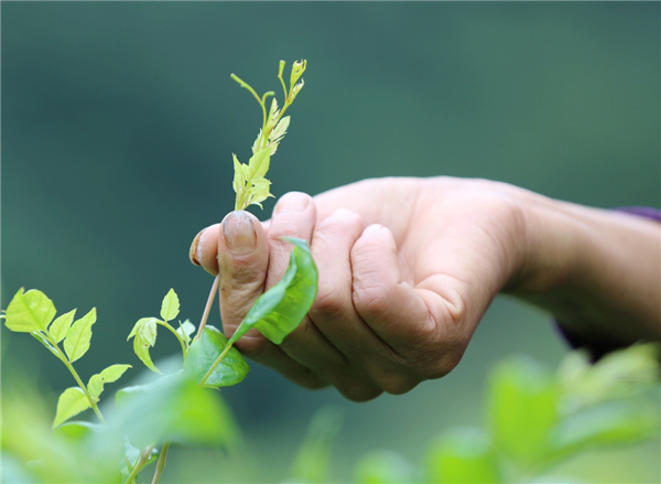 湖南张家界:“长寿藤茶”秋茶开采
