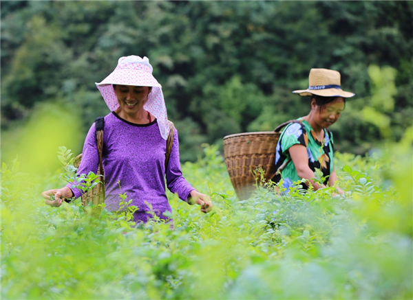 湖南张家界:“长寿藤茶”秋茶开采