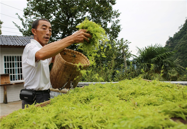 湖南张家界:“长寿藤茶”秋茶开采