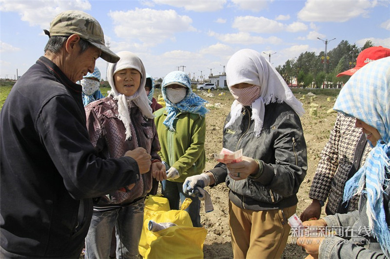 新疆巴里坤:土豆获丰收 农民露笑容