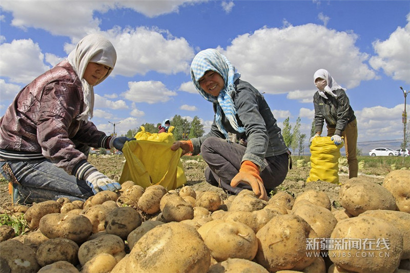 新疆巴里坤:土豆获丰收 农民露笑容