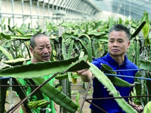 北京:南果北种开枝散叶3000亩