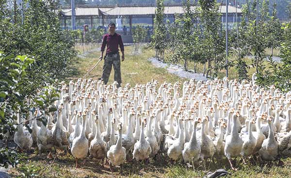 河北景县:苹果园里养鹅忙