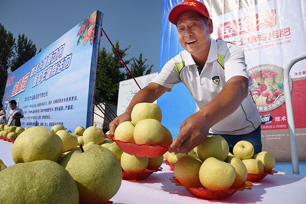 安徽砀山评选“酥梨王”