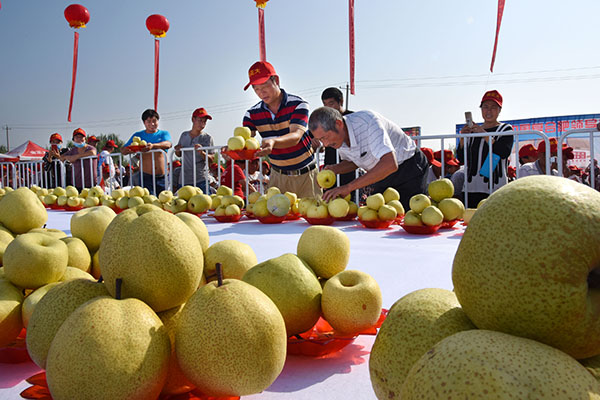 安徽砀山评选“酥梨王”