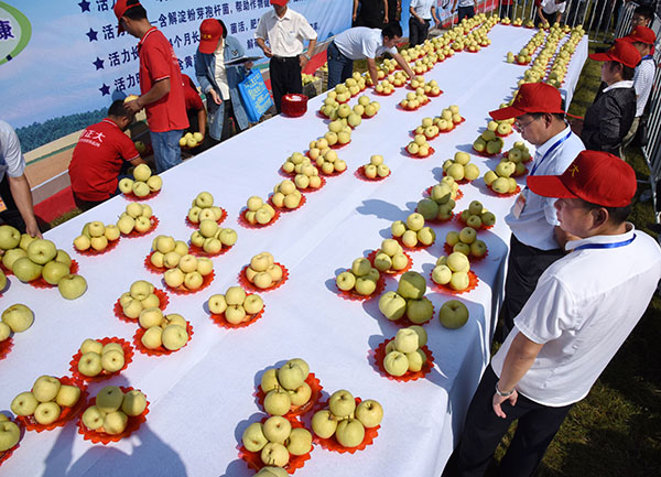安徽砀山评选“酥梨王”