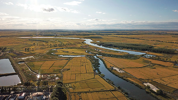 吉林白城:金秋水稻丰收美