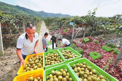 四川苍溪红心猕猴桃 脱贫奔康“致富果”