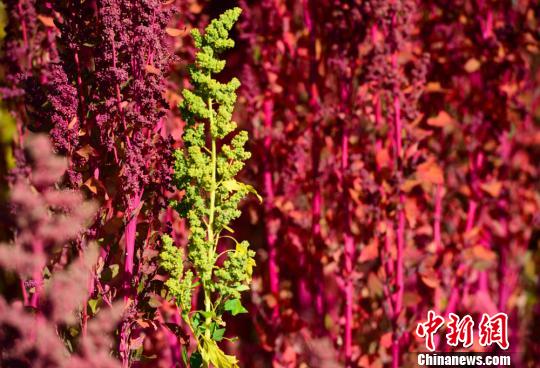 ����ɽ��޼��� ����������Ķ޼��ӭ�����ռ�