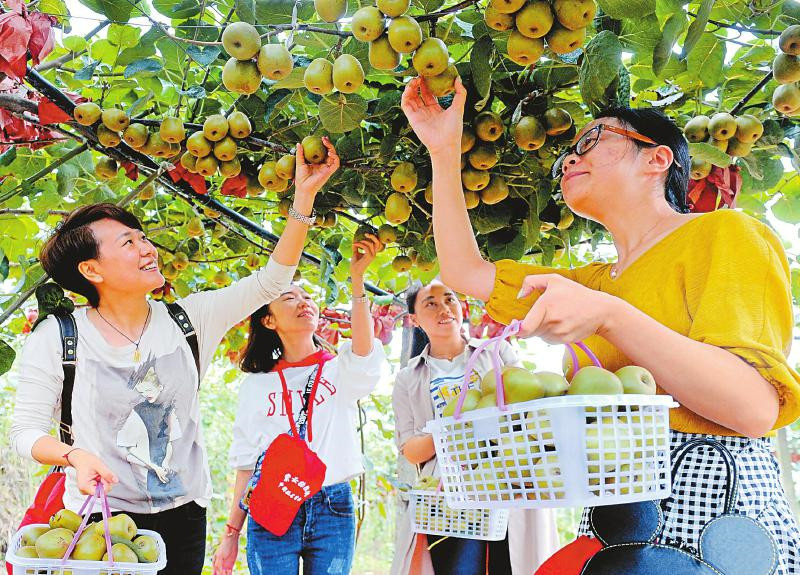 采摘经济 如何让四川广元农民腰包鼓起来