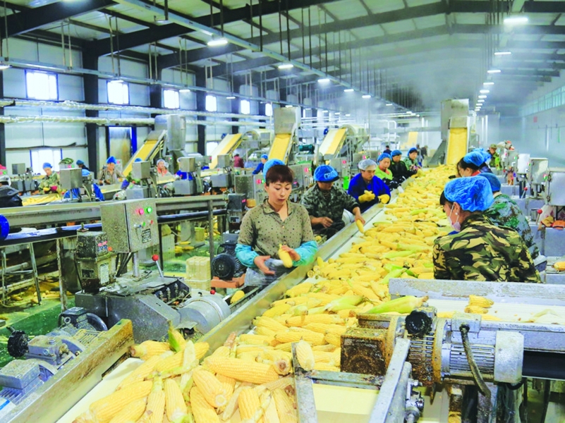 黑龙江克山县:现代农业改革的“合作样本”