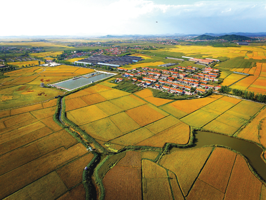 辽宁丹东:水稻丰收