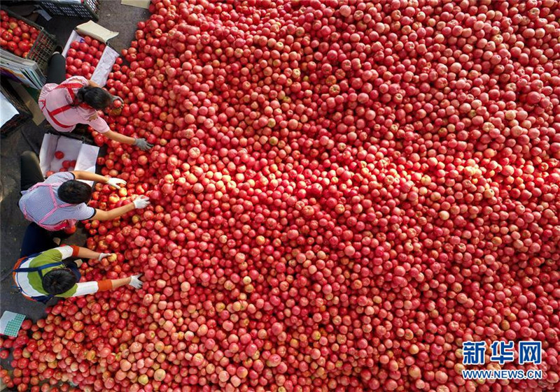 河北滦县:借力协同发展 打造京津“菜篮”