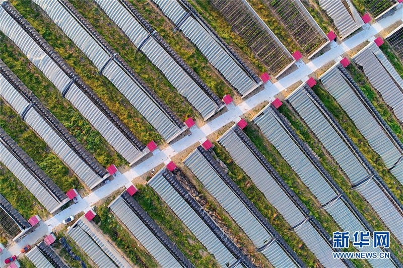 河北滦县:借力协同发展 打造京津“菜篮”