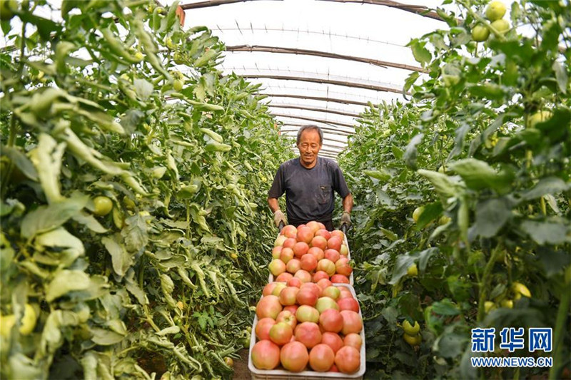 河北滦县:借力协同发展 打造京津“菜篮”