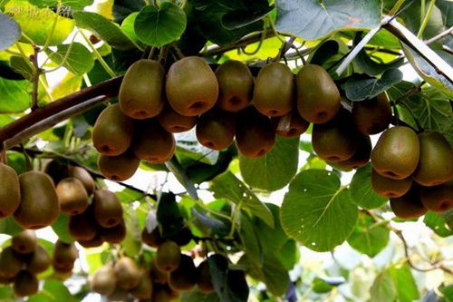 四川兴文九丝城镇猕猴桃获丰收 预计产量达130万斤