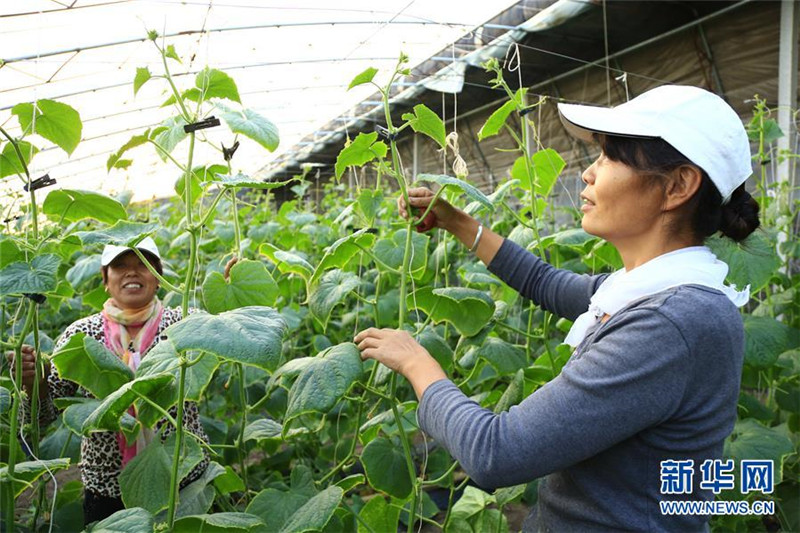 河北滦县:借力协同发展 打造京津“菜篮”