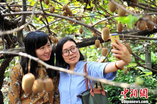 “世界猕猴桃原产地”湖北宜昌猕猴桃挂满枝
