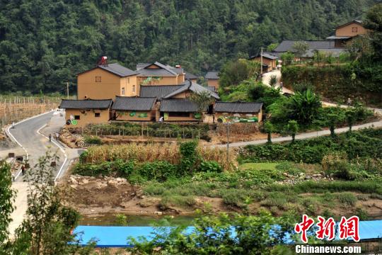 “世界猕猴桃原产地”湖北宜昌猕猴桃挂满枝