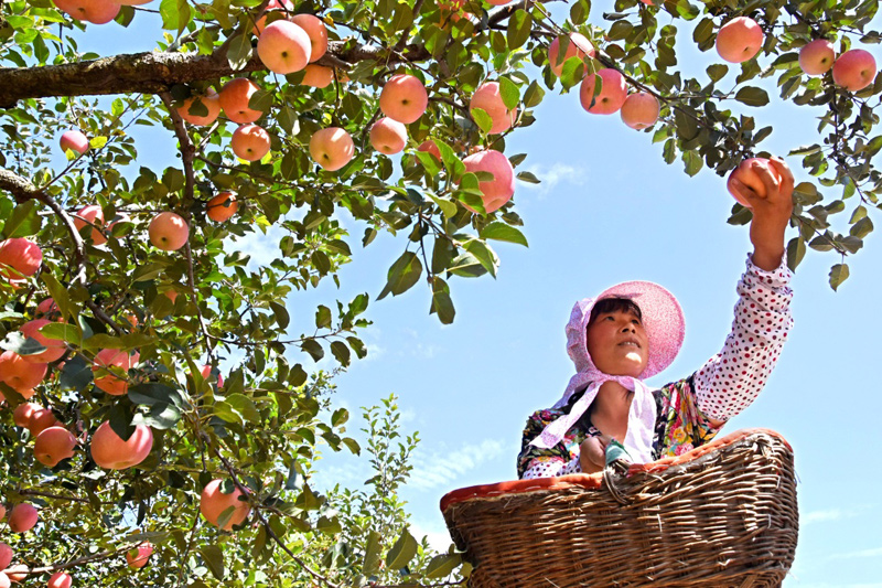 山东省沂源县:多彩映丰收