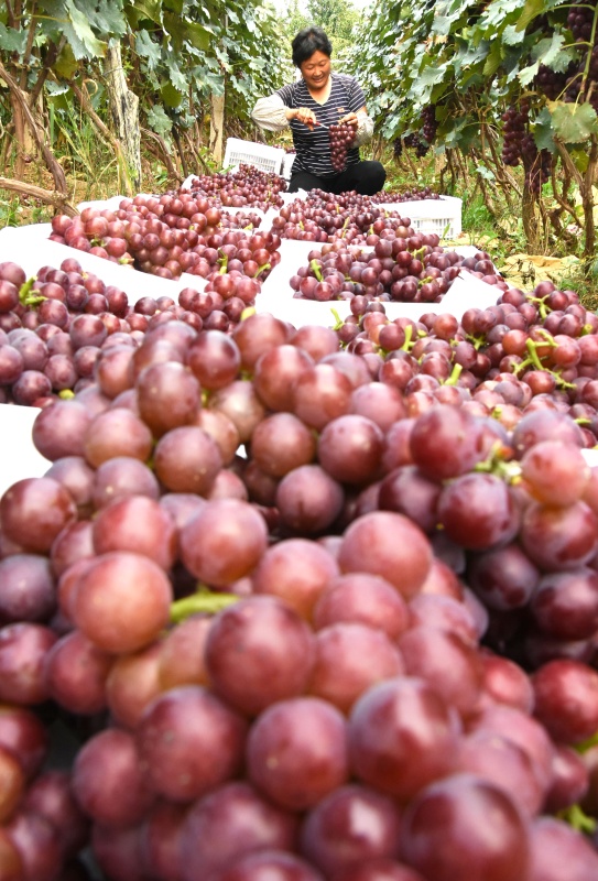 山东省沂源县:多彩映丰收