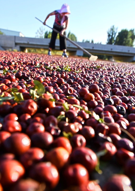 山东省沂源县:多彩映丰收